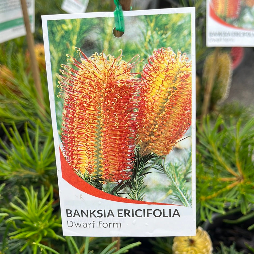 Banksia ericifolia Dwarf 18cm