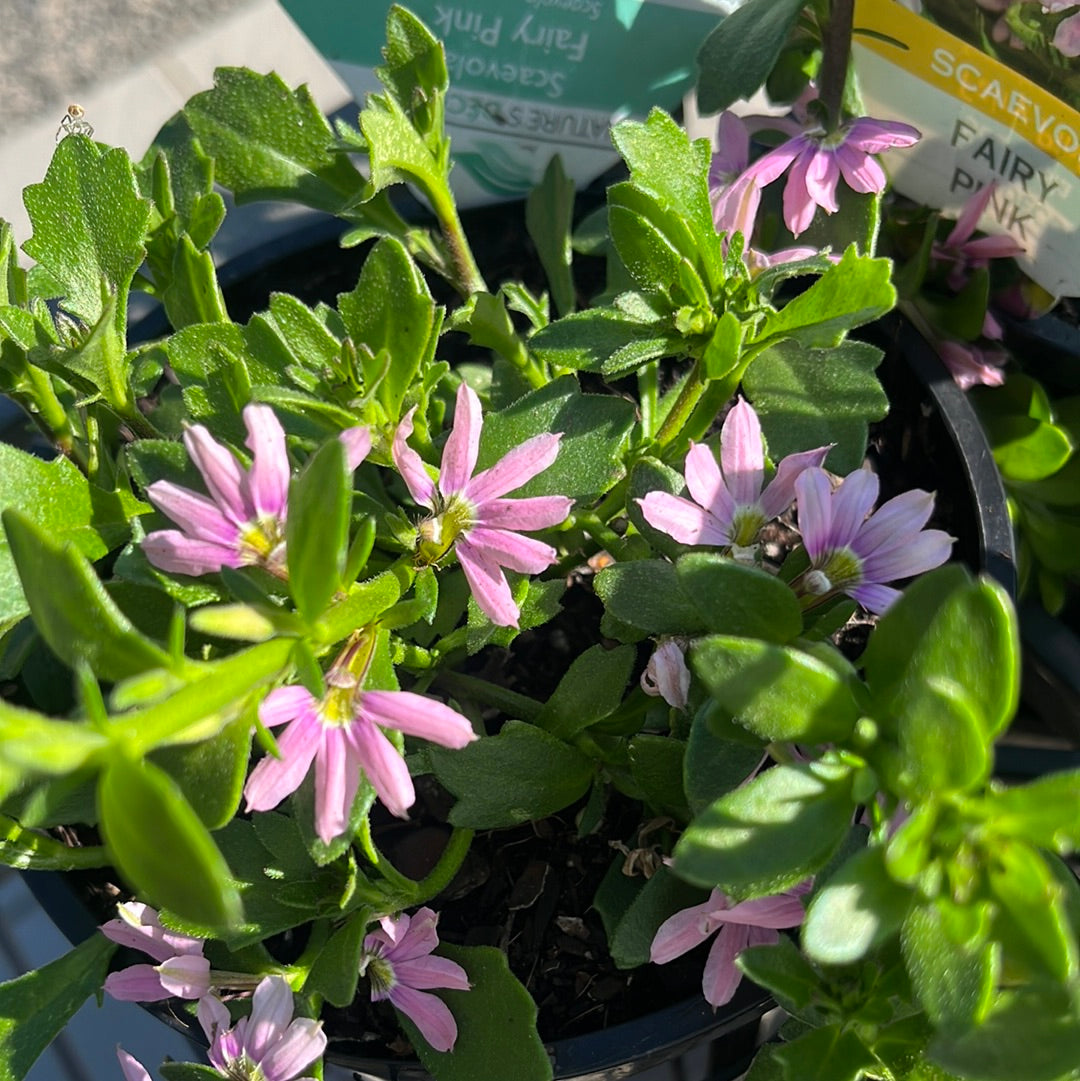 Scaevola 'Fairy Pink' 14cm