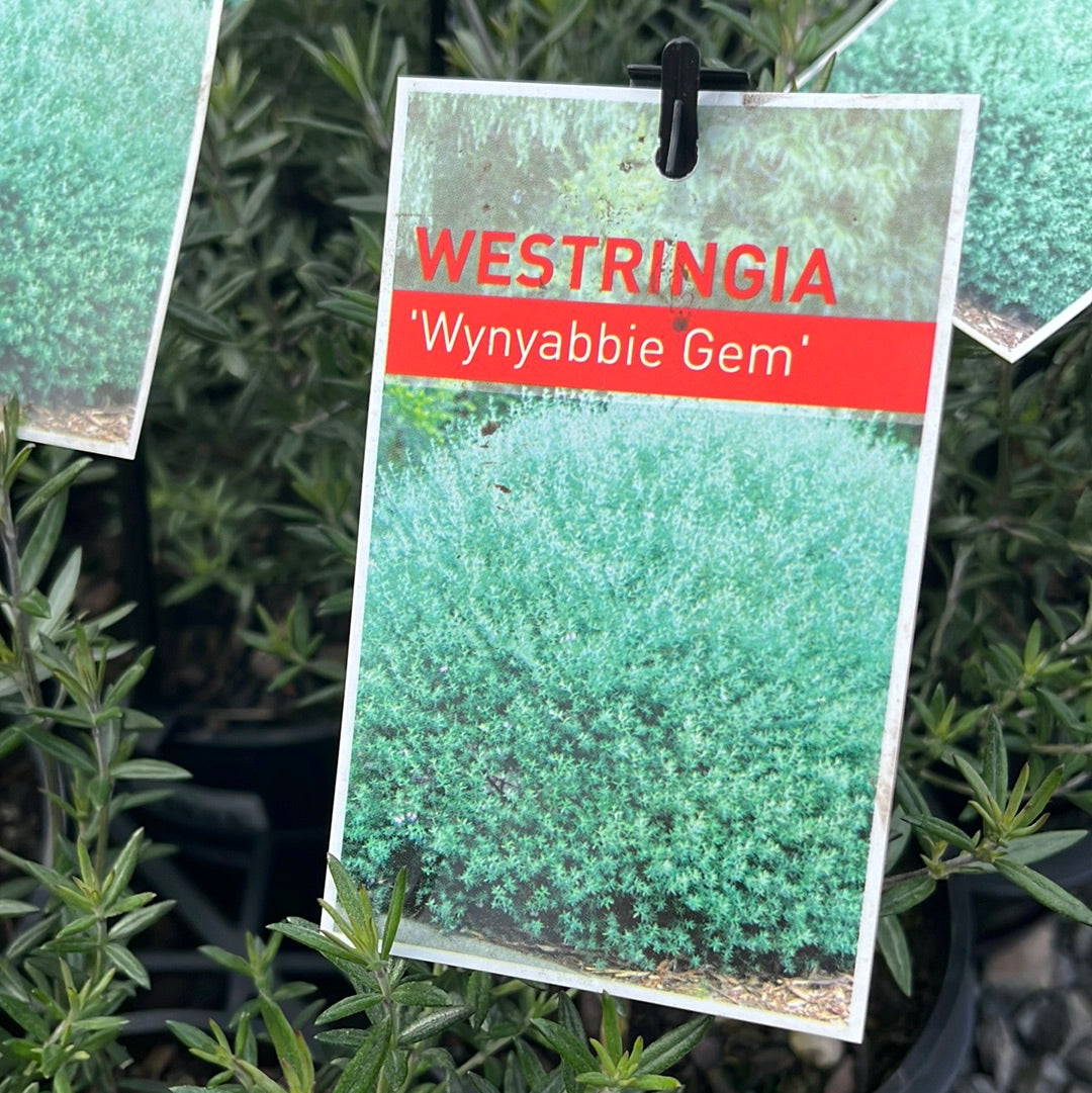 Westringia 'Wynyabbie Gem' 14cm