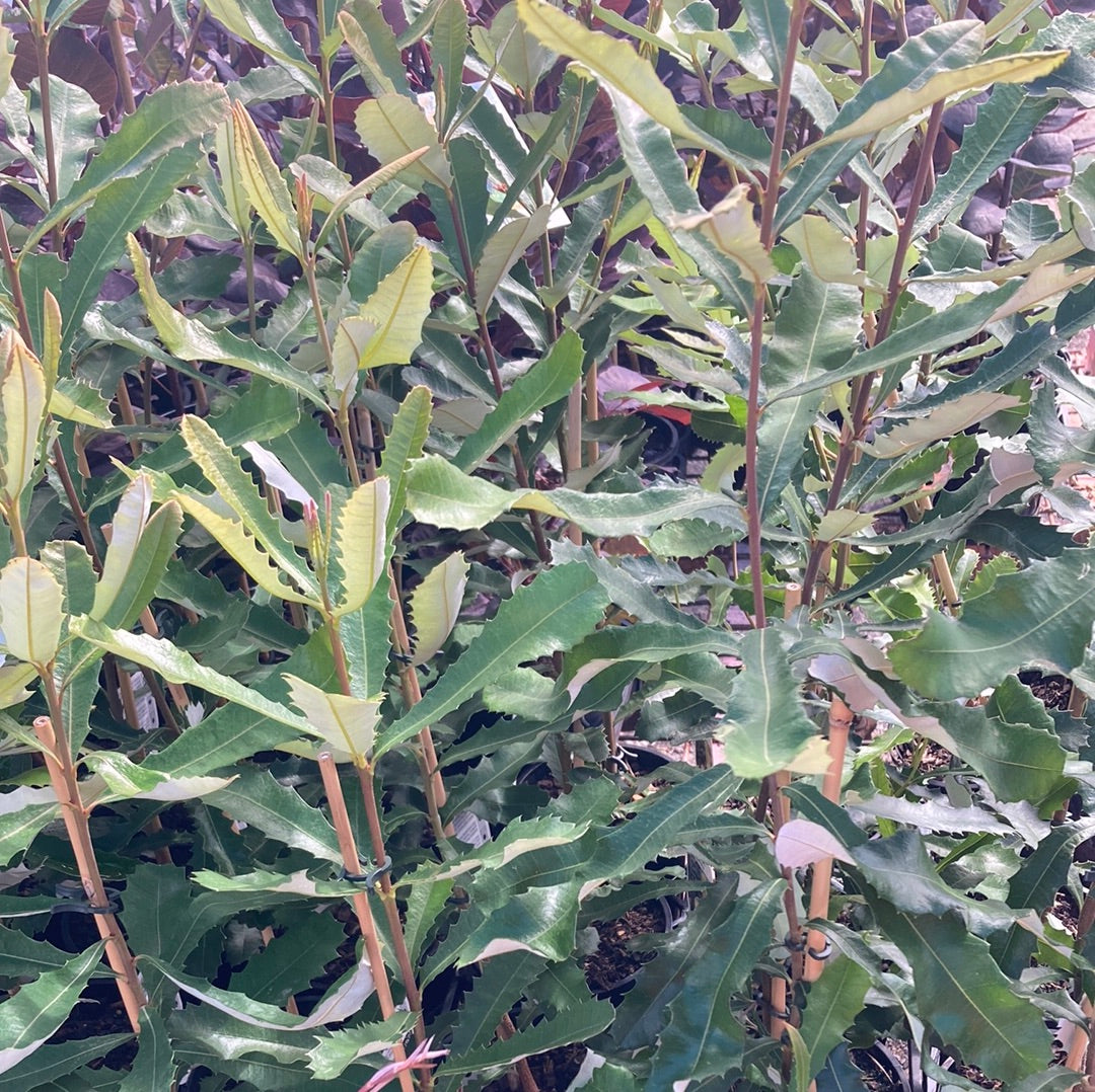 Banksia integrifolia 14cm