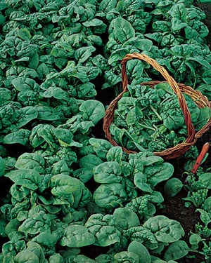 Spinach Viking 350 Seeds