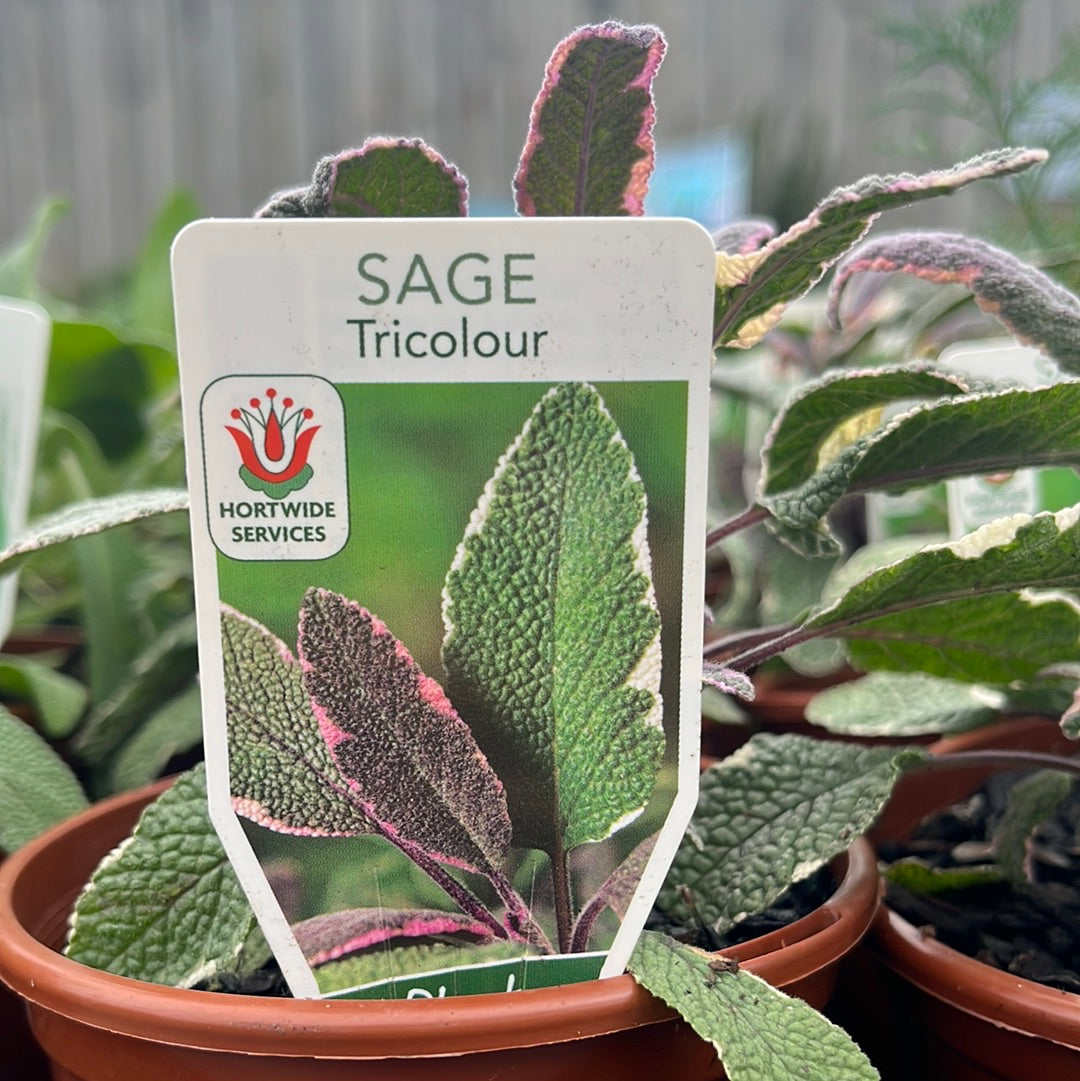 Tricolour Sage 100mm