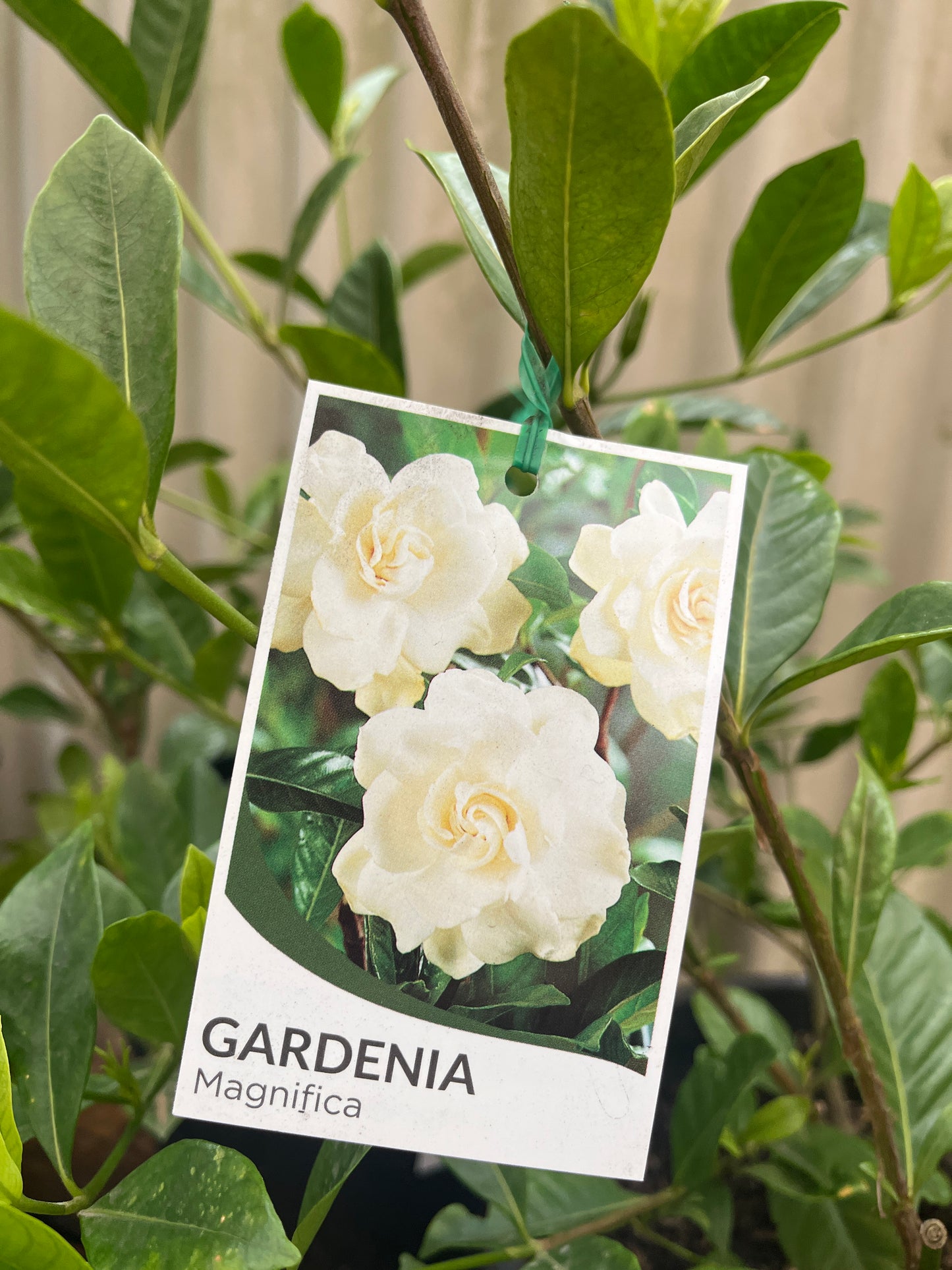 Gardenia 'Magnifica' 25cm