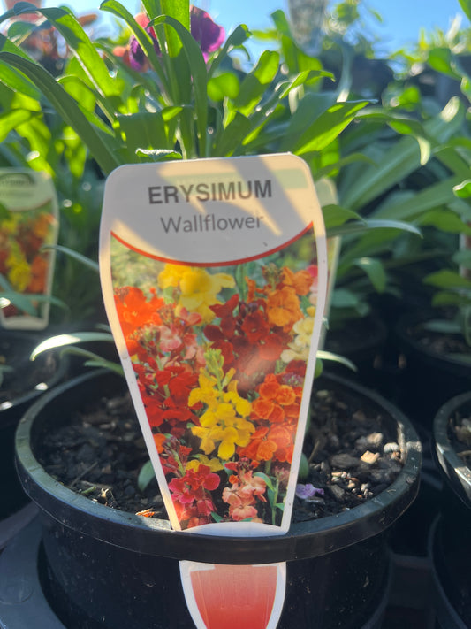 Erysimum 'Wallflower' 14cm