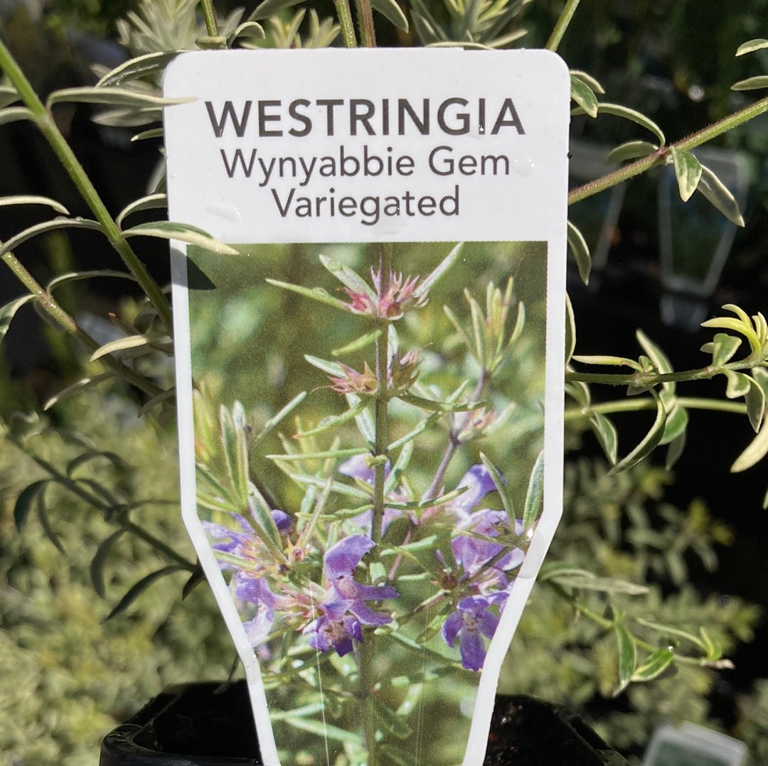 Westringia 'Wynyabbie Gem Variegated' 7cm