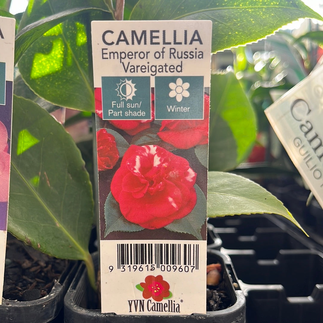 Camellia ‘emperor of Russia’ 7cm