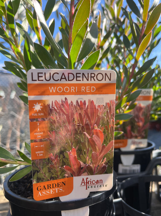 Leucadendron 'Woori Red' 14cm