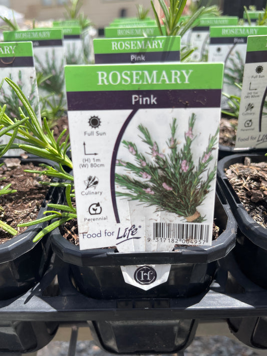 Rosemary Rosmarinus officinalis Pink 95mm