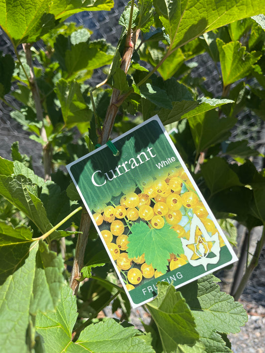 Currant 'White' 20cm