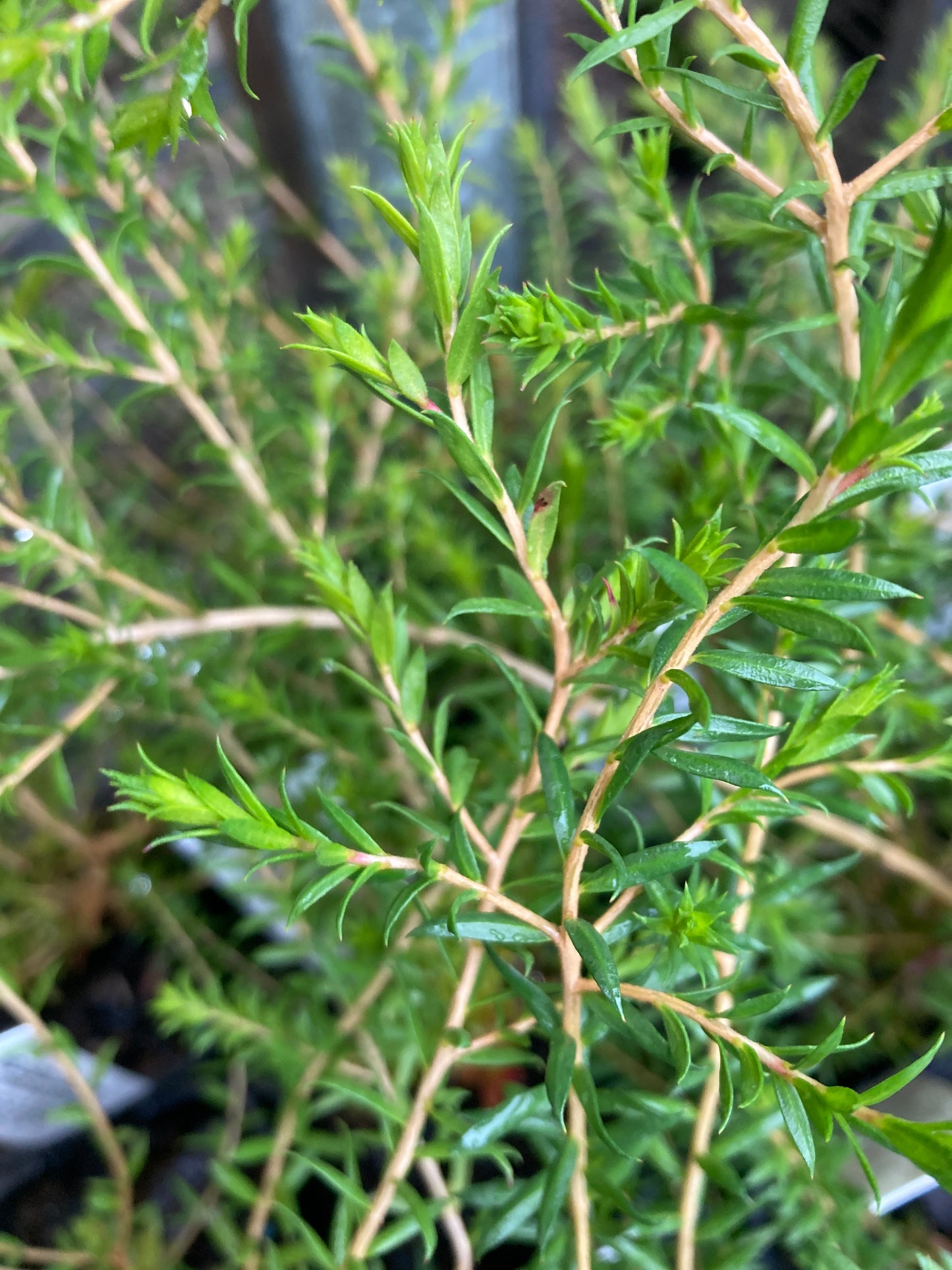 Melaleuca lanceolata 'Moonah' 7cm