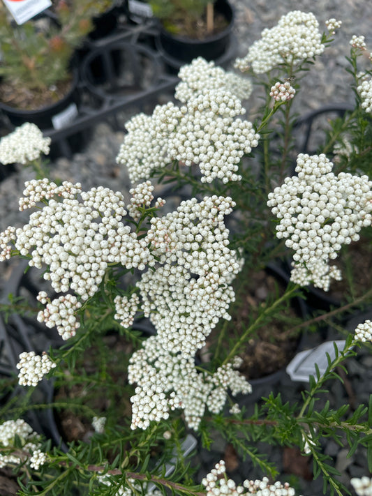 Ozothamnus diosmifolius 14cm