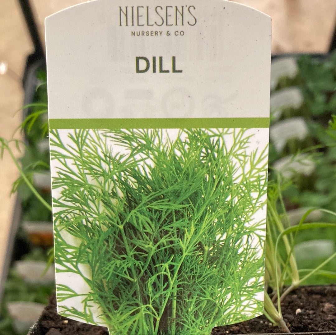 Dill Punnet