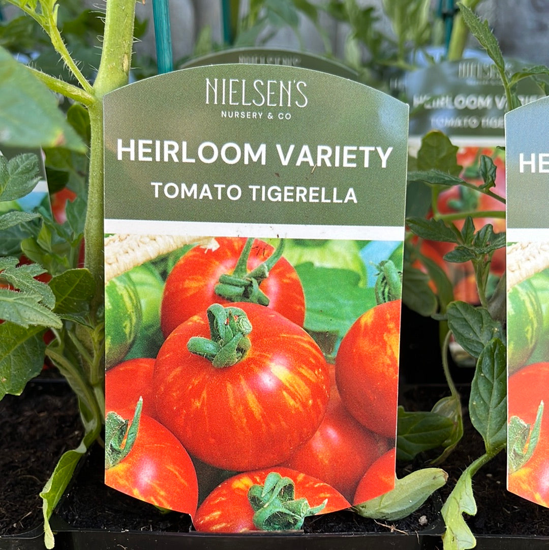 Tomato Tigerella Heirloom 100mm