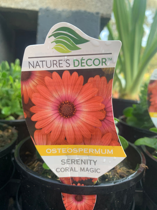 Osteospermum 'Serenity Coral Magic' 14cm