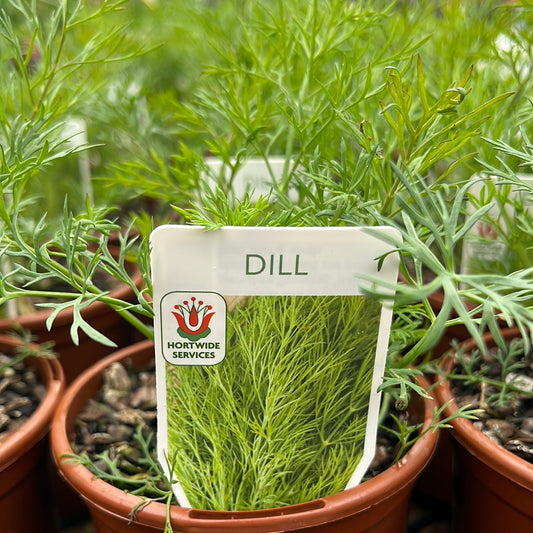 Dill 100mm