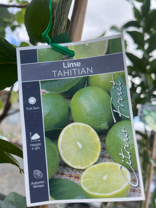 Lime 'Tahitian' 25cm