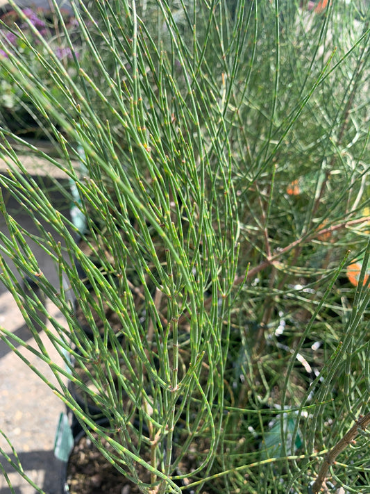 Allocasuarina littoralis 'Black She-oak' 14cm