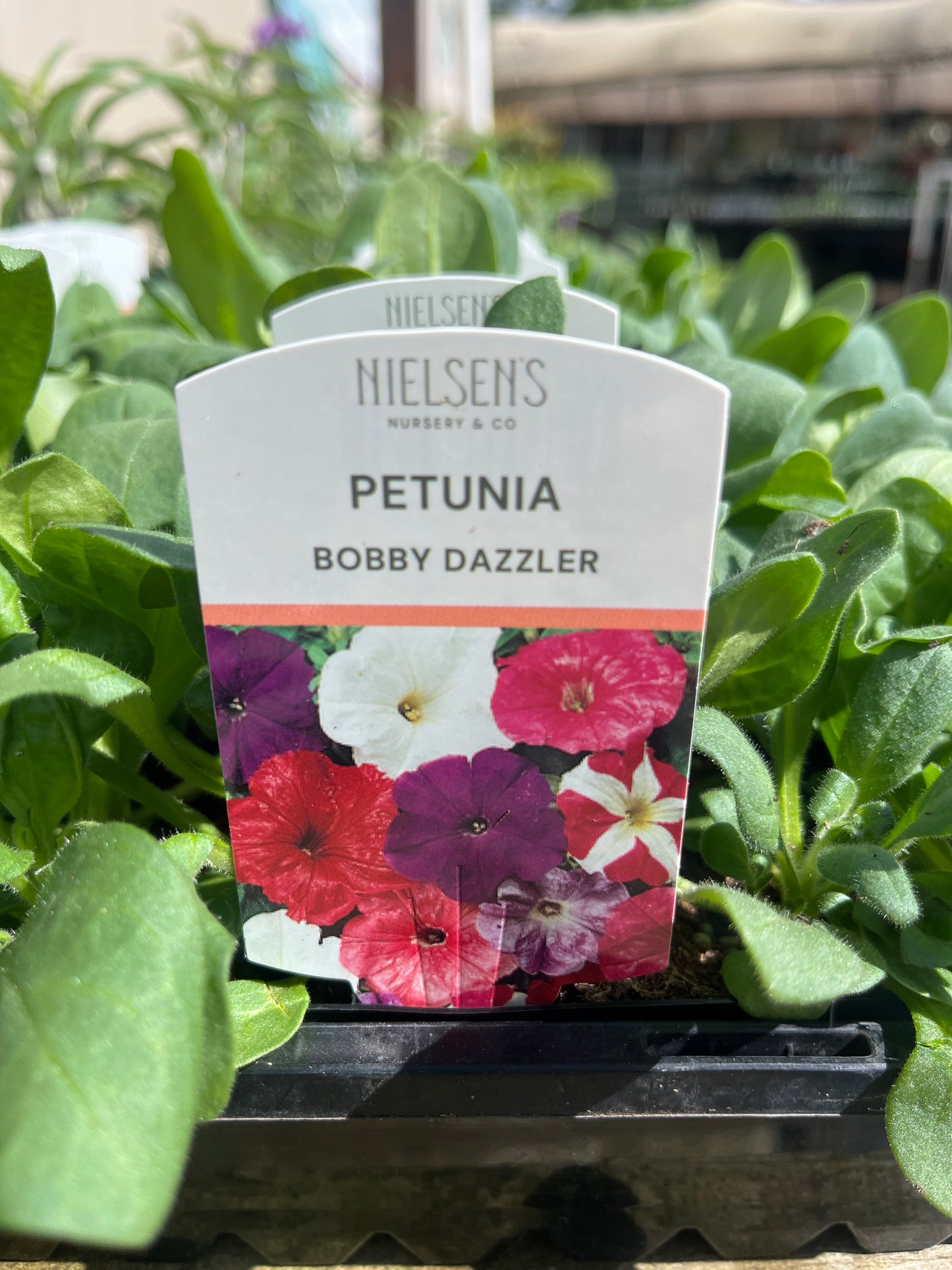 Petunia Bobby Dazzler Punnet
