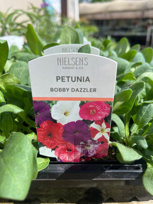 Petunia Bobby Dazzler Punnet