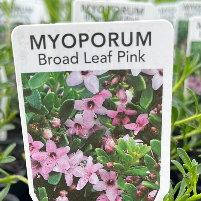 Myoporum Broad Leaf Pink 7cm