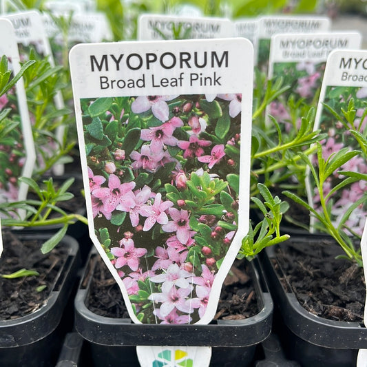 Myoporum Broad Leaf Pink 7cm