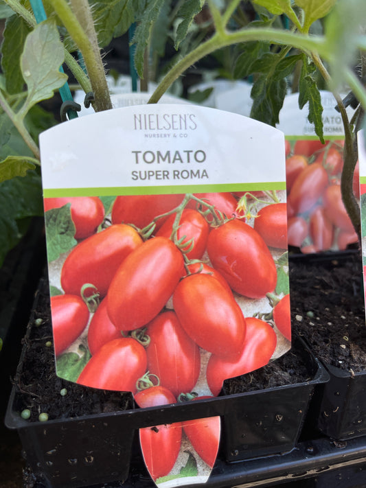 Tomato Super Roma 100mm