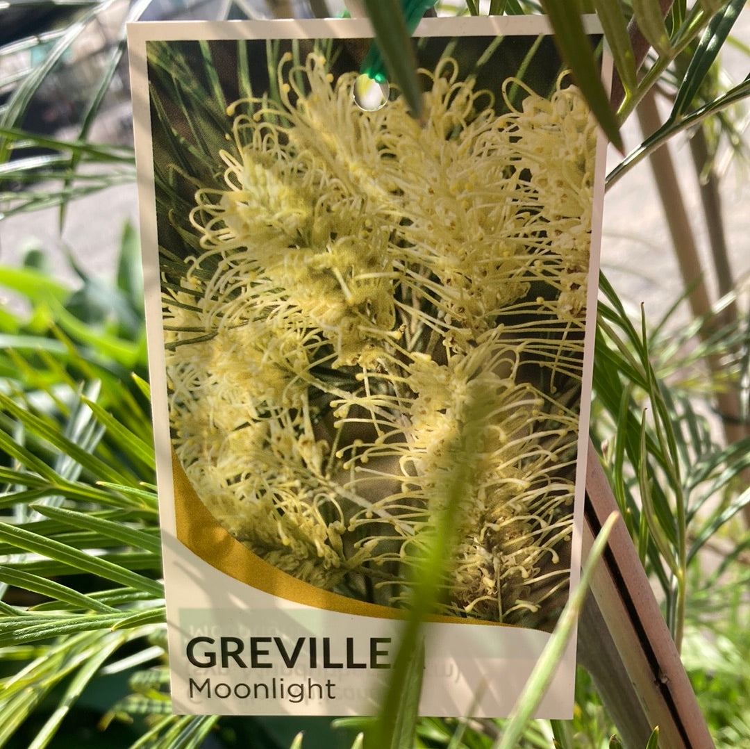 Grevillea 'Moonlight' 20cm