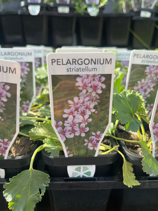 Pelargonium striatellum 7cm