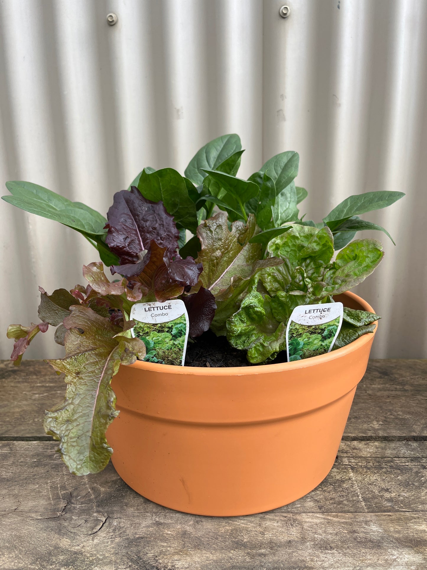 Seasonal Herbs/Veg - Cottage Pot 30cm