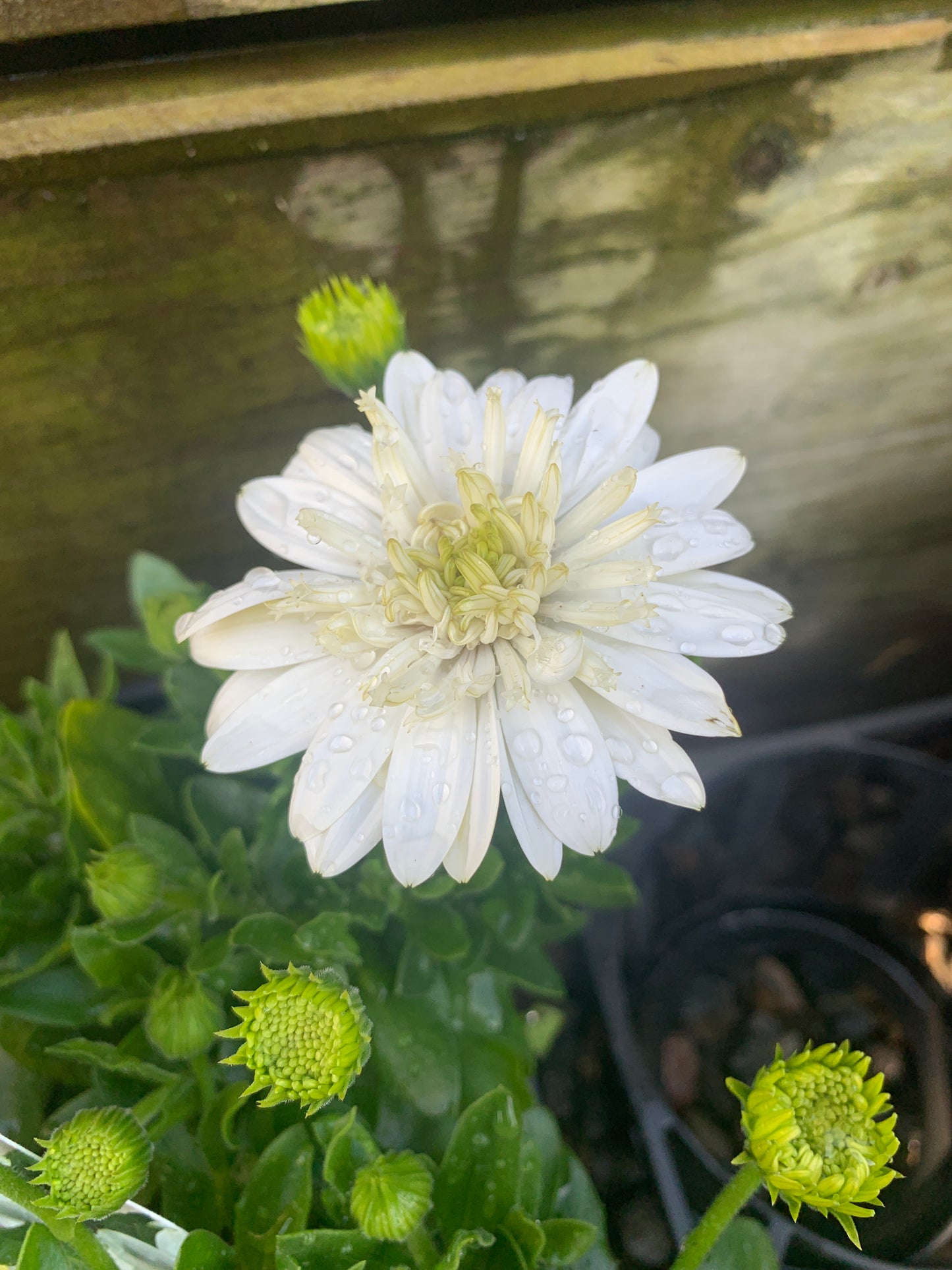 Osteospermum '3D White' 14cm