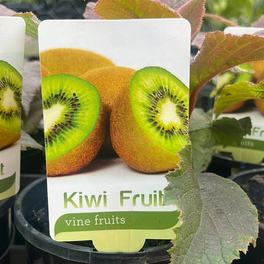 Kiwi Fruit Male Actinidia chinesis 14cm