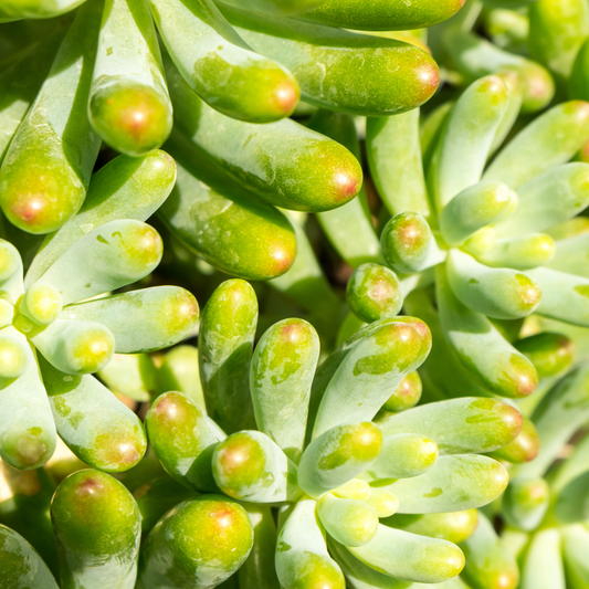 Sedum 'Jelly Bean' 7cm