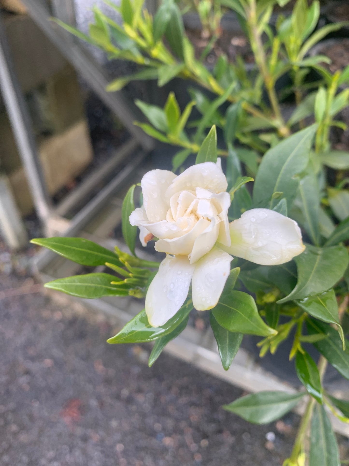 Gardenia Radicans 20cm