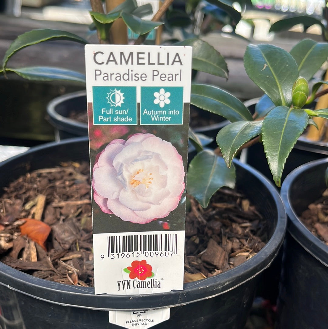 Camellia sasanqua 'Paradise Pearl' 18cm