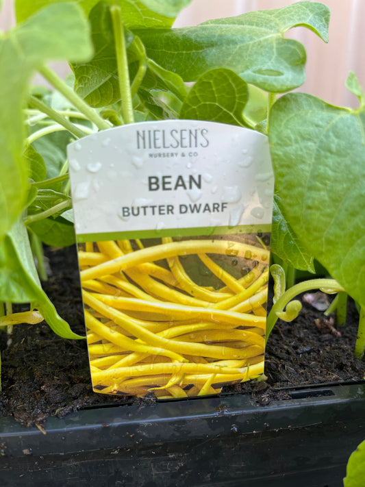 Bean 'Dwarf Butter' Punnet