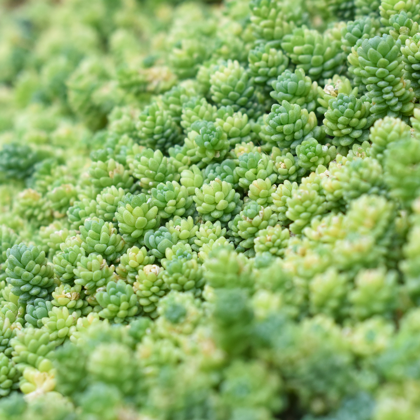 Sedum Assorted 100mm