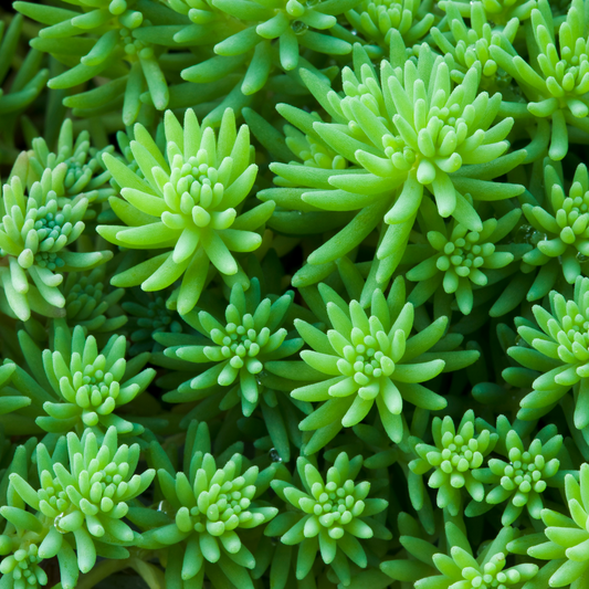 Sedum Assorted 100mm