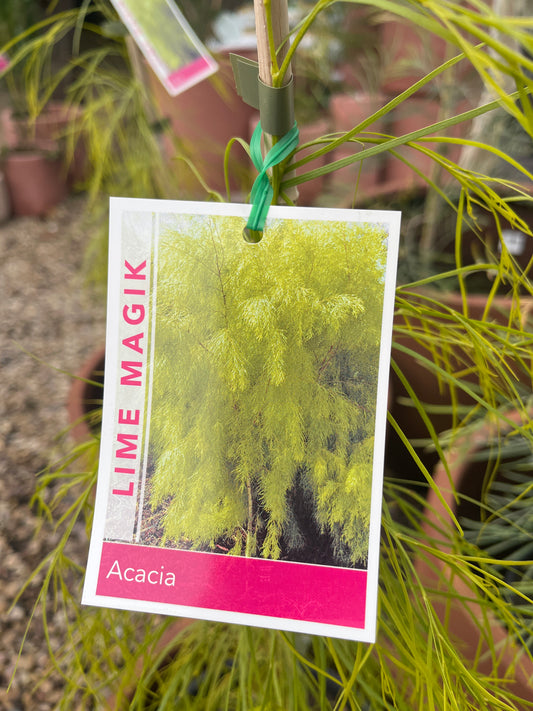 Acacia cognata 'Lime Magik' 25cm