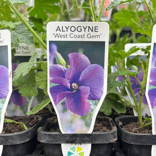 Alyogyne huegelii 'West Coast Gem' (Native Hibiscus) 7cm