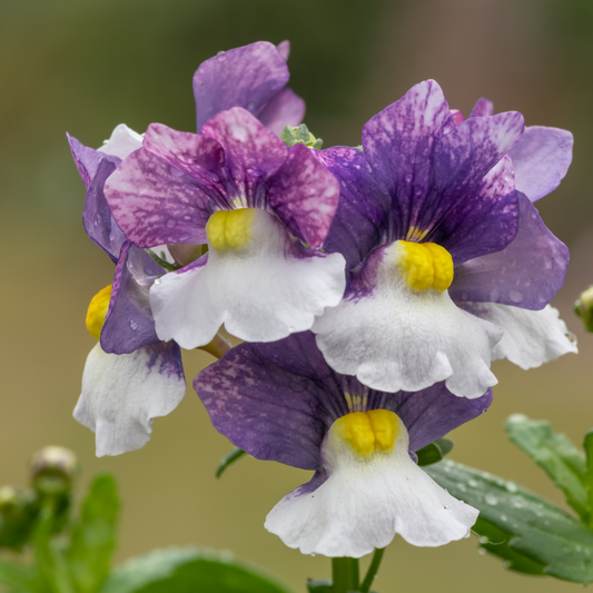 Nemesia Dwarf Mix 100mm
