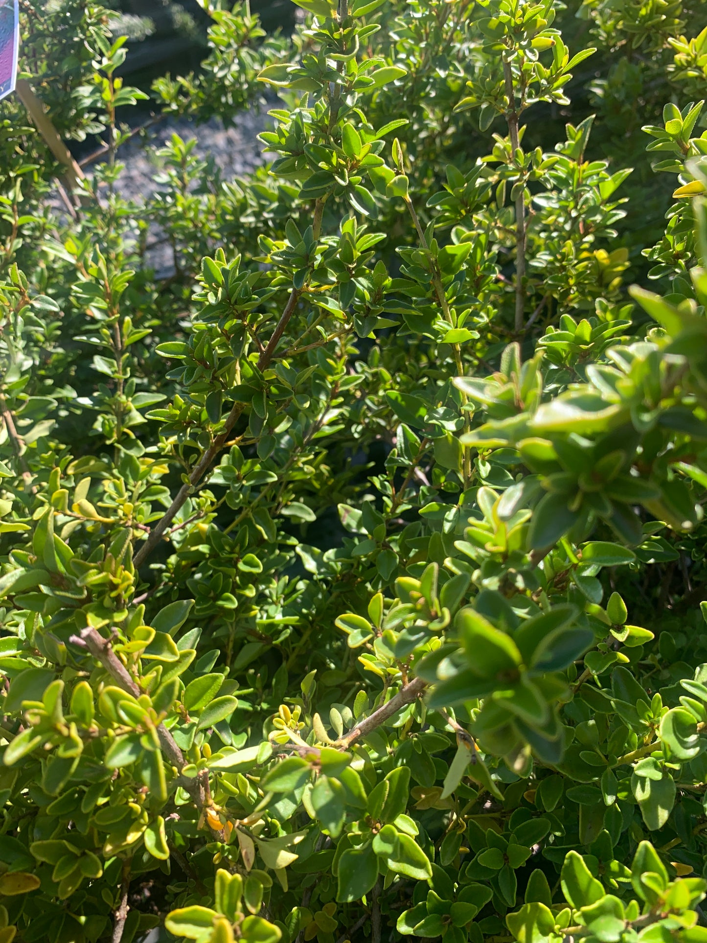 Correa pulchella 18cm Seconds