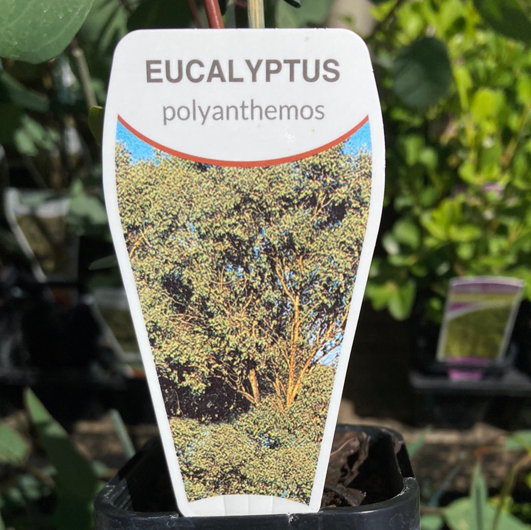 Eucalyptus polyanthemos 7cm