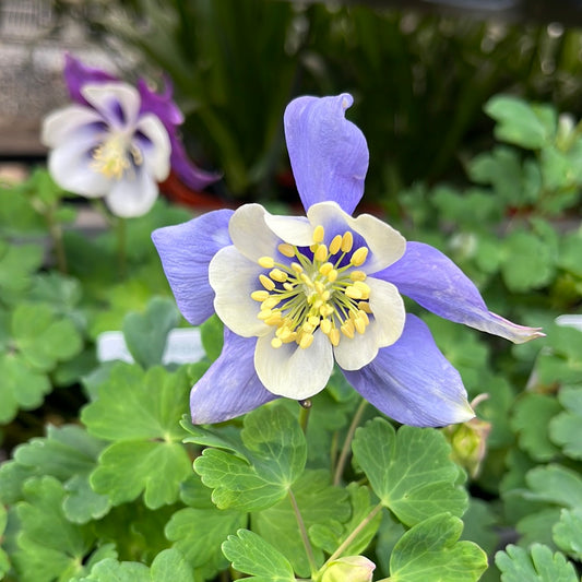 Aquilegia assorted 14cm