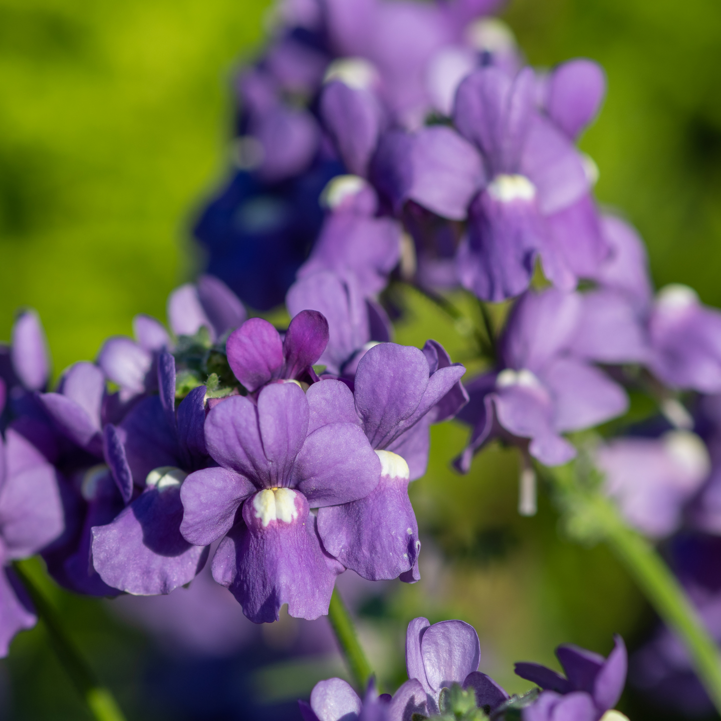 Nemesia Dwarf Mix 100mm