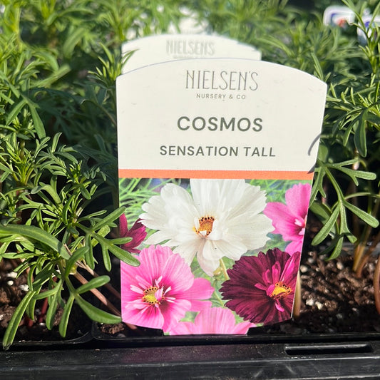 Cosmos Sensation Tall Punnet