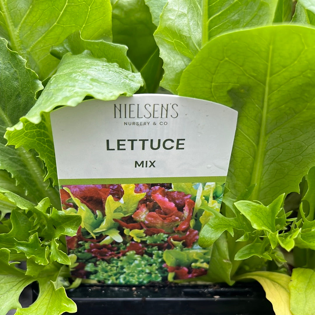 Lettuce Salad Mix Punnet