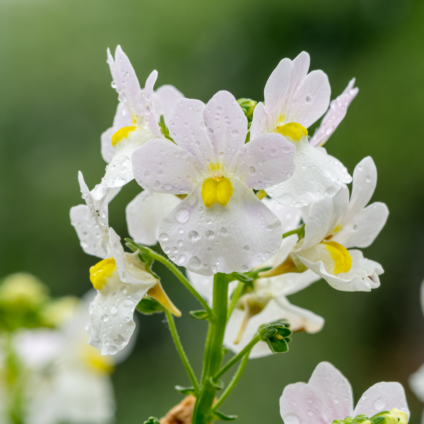 Nemesia Dwarf Mix 100mm