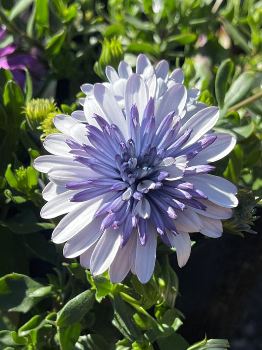 Osteospermum 'Blue Steel' 14cm