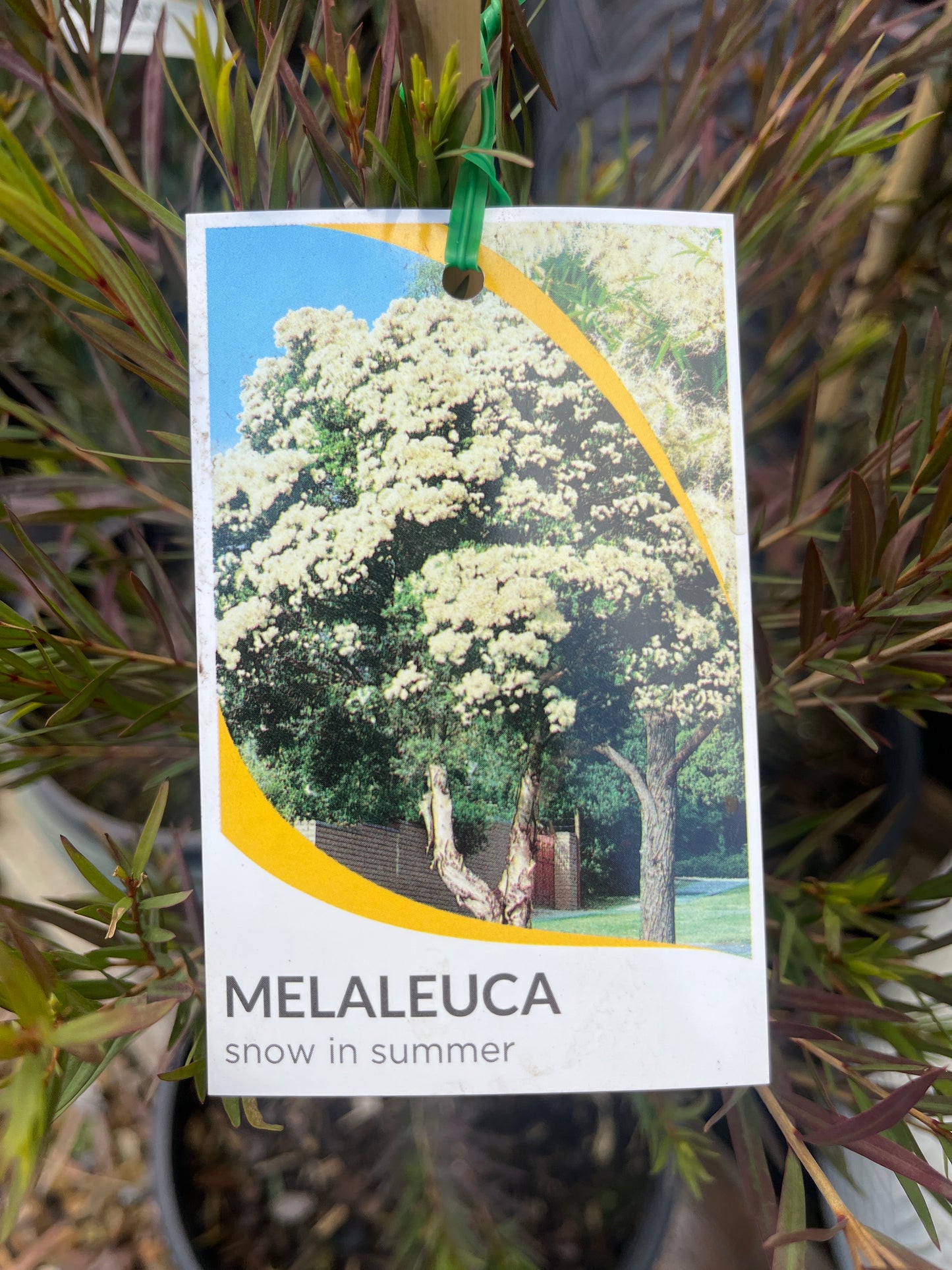 Melaleuca linariifolia 'Snow in Summer' 25cm