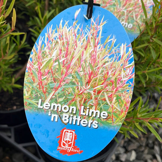 Leptospermum 'Lemon Lime n Bitters' 14cm